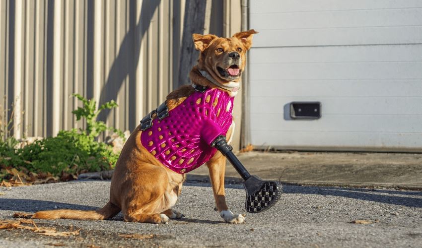 Día del Animal: la impresión 3D al servicio de los animales