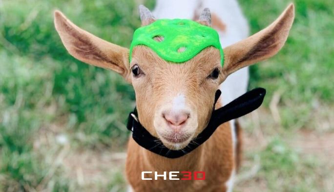 Casco impreso en 3D para la cabra Bo, una historia del Día del Animal