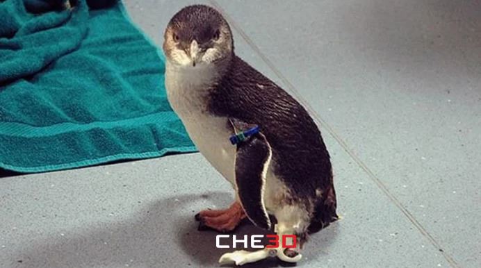 Prótesis impresa en 3D para un pingüino de Nueva Zelanda